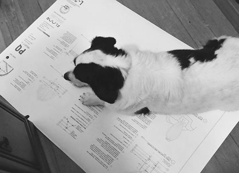 Barkitect Reviewing Plans